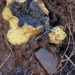 Scleroderma sp. at Cotter River, ACT - 16 May 2016 12:16 PM