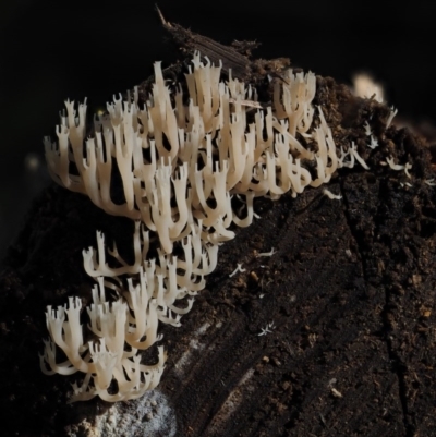 Artomyces sp. (A coral fungus) at Cotter River, ACT - 16 May 2016 by KenT