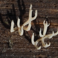 Artomyces sp. at Cotter River, ACT - 16 May 2016 09:59 AM