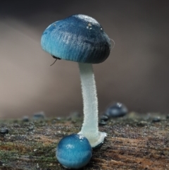 Mycena interrupta (Pixie's Parasol) at Cotter River, ACT - 16 May 2016 by KenT