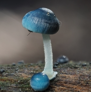 Mycena interrupta at Cotter River, ACT - 16 May 2016