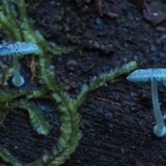 Mycena interrupta at Cotter River, ACT - 16 May 2016 09:27 AM