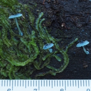 Mycena interrupta at Cotter River, ACT - 16 May 2016 09:27 AM