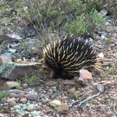 Tachyglossus aculeatus (Short-beaked Echidna) at Crace, ACT - 26 Sep 2015 by gavinlongmuir