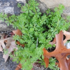 Galium aparine (Goosegrass, Cleavers) at Fadden Hills Pond - 21 May 2016 by ArcherCallaway