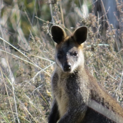 Wallabia bicolor (Swamp Wallaby) at Percival Hill - 20 Sep 2015 by gavinlongmuir