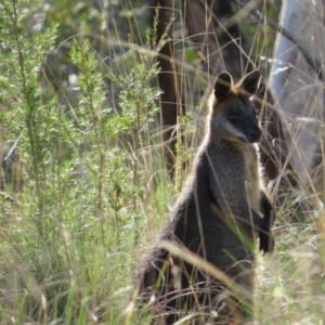 Wallabia bicolor at Nicholls, ACT - 20 Sep 2015