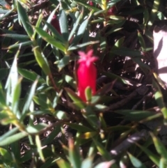 Astroloma humifusum (Cranberry Heath) at Nicholls, ACT - 15 May 2016 by gavinlongmuir