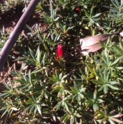 Styphelia humifusum at Nicholls, ACT - 15 May 2016 03:49 PM