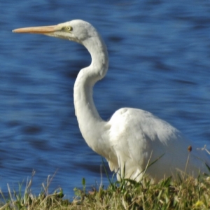 Ardea alba at Coombs, ACT - 21 May 2016 12:00 AM