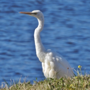 Ardea alba at Coombs, ACT - 21 May 2016 12:00 AM