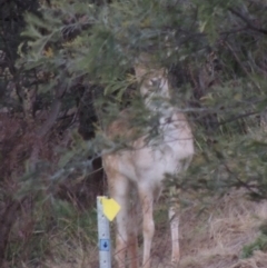 Dama dama (Fallow Deer) at Tennent, ACT - 6 Aug 2014 by michaelb