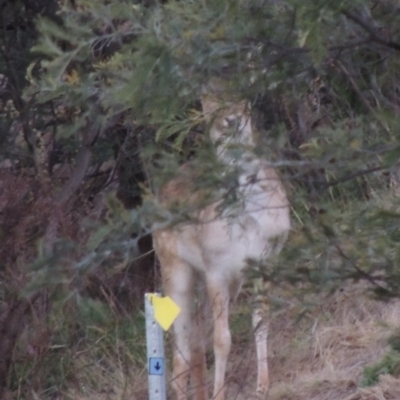 Dama dama (Fallow Deer) at Gigerline Nature Reserve - 6 Aug 2014 by michaelb