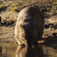 Vombatus ursinus at Paddys River, ACT - 6 Aug 2014 06:07 PM