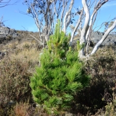 Pinus radiata (Monterey or Radiata Pine) at Cotter River, ACT - 22 May 2016 by Jek
