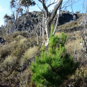 Pinus radiata at Cotter River, ACT - 22 May 2016