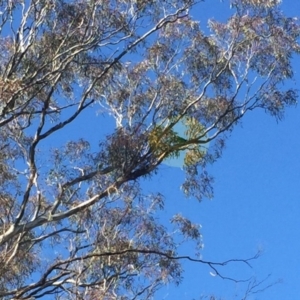 Polytelis swainsonii at Majura, ACT - suppressed