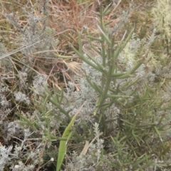 Discaria pubescens (Australian Anchor Plant) at Yaouk, NSW - 19 May 2016 by MichaelMulvaney