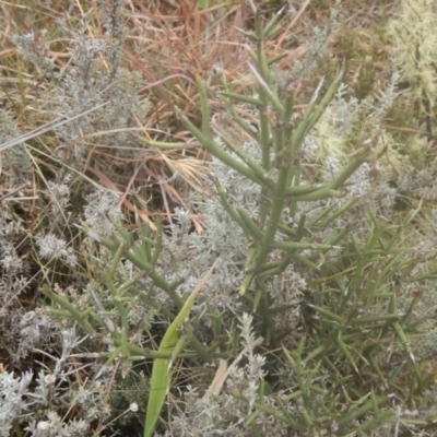 Discaria pubescens (Australian Anchor Plant) at Yaouk, NSW - 19 May 2016 by MichaelMulvaney