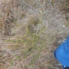 Discaria pubescens (Australian Anchor Plant) at Kosciuszko National Park, NSW - 19 May 2016 by MichaelMulvaney