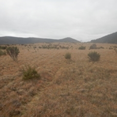 Discaria pubescens at Kosciuszko National Park, NSW - 19 May 2016 02:10 PM