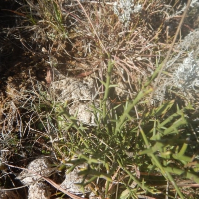 Discaria pubescens (Australian Anchor Plant) at Tantangara, NSW - 20 May 2016 by MichaelMulvaney