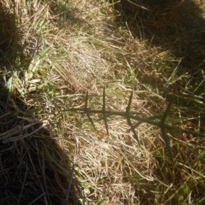 Discaria pubescens at Tantangara, NSW - 20 May 2016 11:35 AM