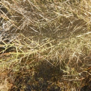 Discaria pubescens at Tantangara, NSW - 20 May 2016