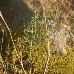 Discaria pubescens (Australian Anchor Plant) at Tantangara, NSW - 20 May 2016 by MichaelMulvaney