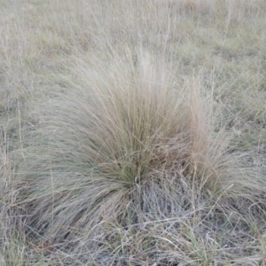 Poa labillardierei at Canberra Central, ACT - 16 May 2016