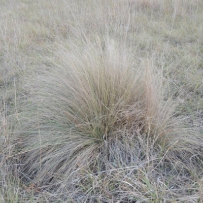 Poa labillardierei (Common Tussock Grass, River Tussock Grass) at Canberra Central, ACT - 16 May 2016 by MichaelBedingfield