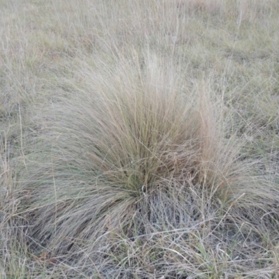 Poa labillardierei (Common Tussock Grass, River Tussock Grass) at Yarramundi Grassland
 - 16 May 2016 by michaelb