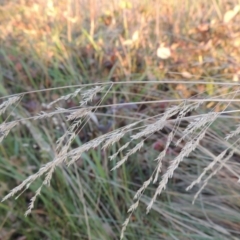 Poa labillardierei (Common Tussock Grass, River Tussock Grass) at Canberra Central, ACT - 16 May 2016 by MichaelBedingfield