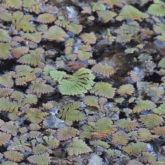 Azolla pinnata (Ferny Azolla) at Lake Burley Griffin West - 16 May 2016 by michaelb