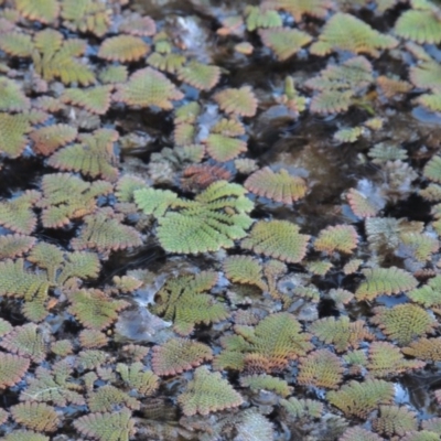 Azolla pinnata (Ferny Azolla) at Canberra Central, ACT - 16 May 2016 by MichaelBedingfield