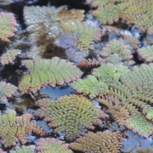 Azolla pinnata at Canberra Central, ACT - 16 May 2016