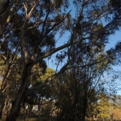 Eucalyptus viminalis (Ribbon Gum) at Lake Burley Griffin West - 16 May 2016 by michaelb