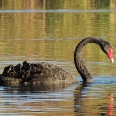 Cygnus atratus (Black Swan) at Canberra Central, ACT - 16 May 2016 by michaelb