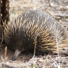 Tachyglossus aculeatus (Short-beaked Echidna) at Red Hill Nature Reserve - 19 Apr 2016 by roymcd