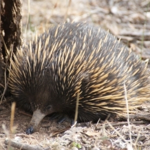 Tachyglossus aculeatus at Red Hill, ACT - 19 Apr 2016