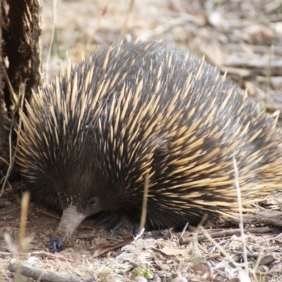 Tachyglossus aculeatus (Short-beaked Echidna) at Red Hill Nature Reserve - 19 Apr 2016 by roymcd