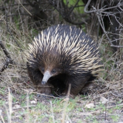 Tachyglossus aculeatus (Short-beaked Echidna) at Isaacs Ridge and Nearby - 23 Aug 2015 by roymcd