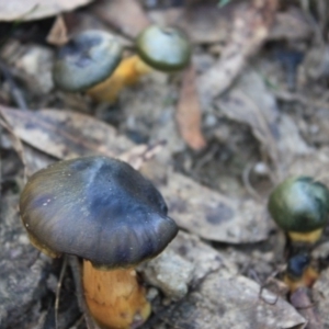 Cortinarius austrovenetus at Paddys River, ACT - 24 May 2016