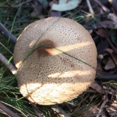 Macrolepiota sp. at Gibraltar Pines - 24 May 2016 by NickWilson