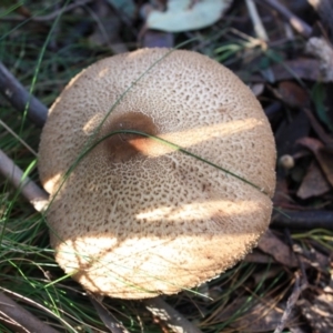 Macrolepiota sp. at Paddys River, ACT - 24 May 2016 01:10 PM