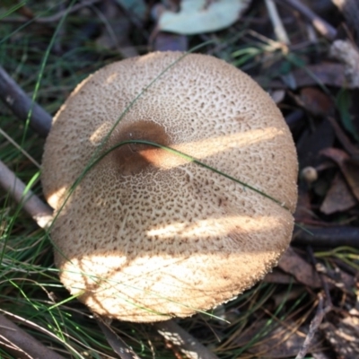 Macrolepiota sp. at Paddys River, ACT - 24 May 2016 by NickWilson