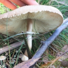 Macrolepiota sp. at Paddys River, ACT - 24 May 2016