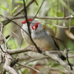 Neochmia temporalis (Red-browed Finch) at Red Hill Nature Reserve - 23 Oct 2015 by roymcd