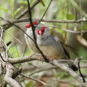 Neochmia temporalis at Garran, ACT - 23 Oct 2015