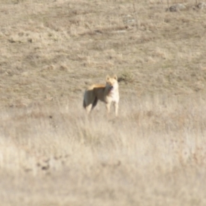 Canis lupus at Rendezvous Creek, ACT - 22 Aug 2015